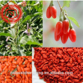 Goji berry 280 grains soigneusement sélectionnés avec prix usine raisonnable